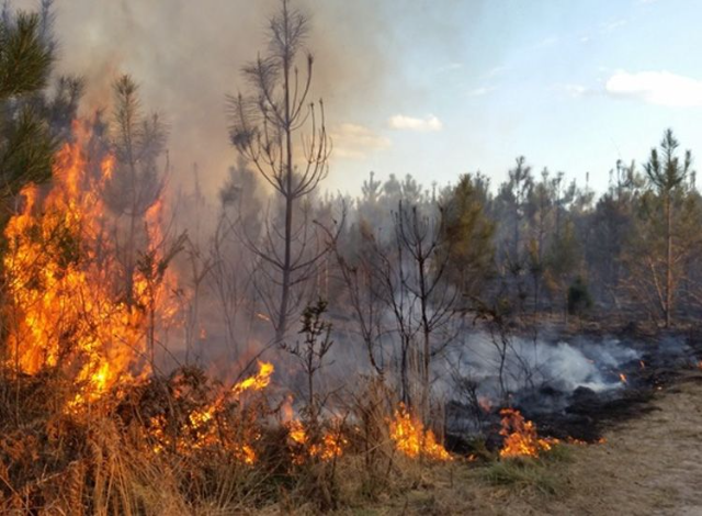 Kebakaran Hutan Akibat Kesalahan Manusia